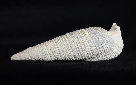 Cerithium (Cerithioclava) dalli OLSSON & PETIT 1964  - Bild © FossNet FossilienStore